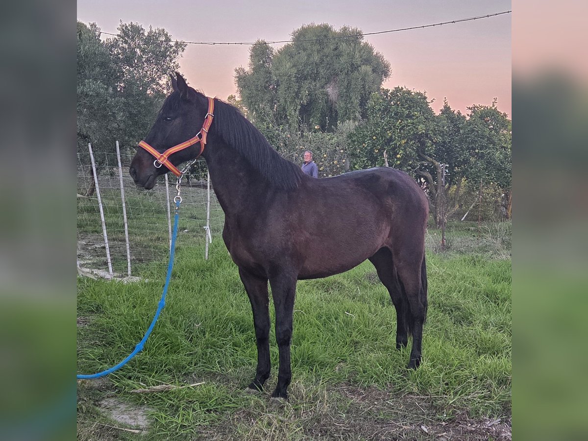 PRE Mix Stute 7 Jahre 161 cm Rappe in Vejer de la Frontera
