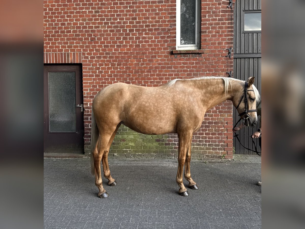 PRE Stute 7 Jahre 165 cm Palomino in Verl