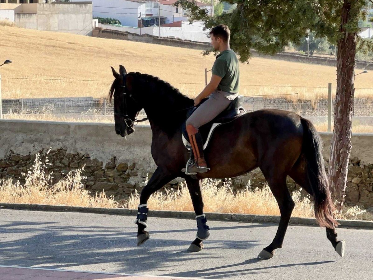 PRE Mix Stute 7 Jahre 167 cm Rappe in Galaroza (Huelva)