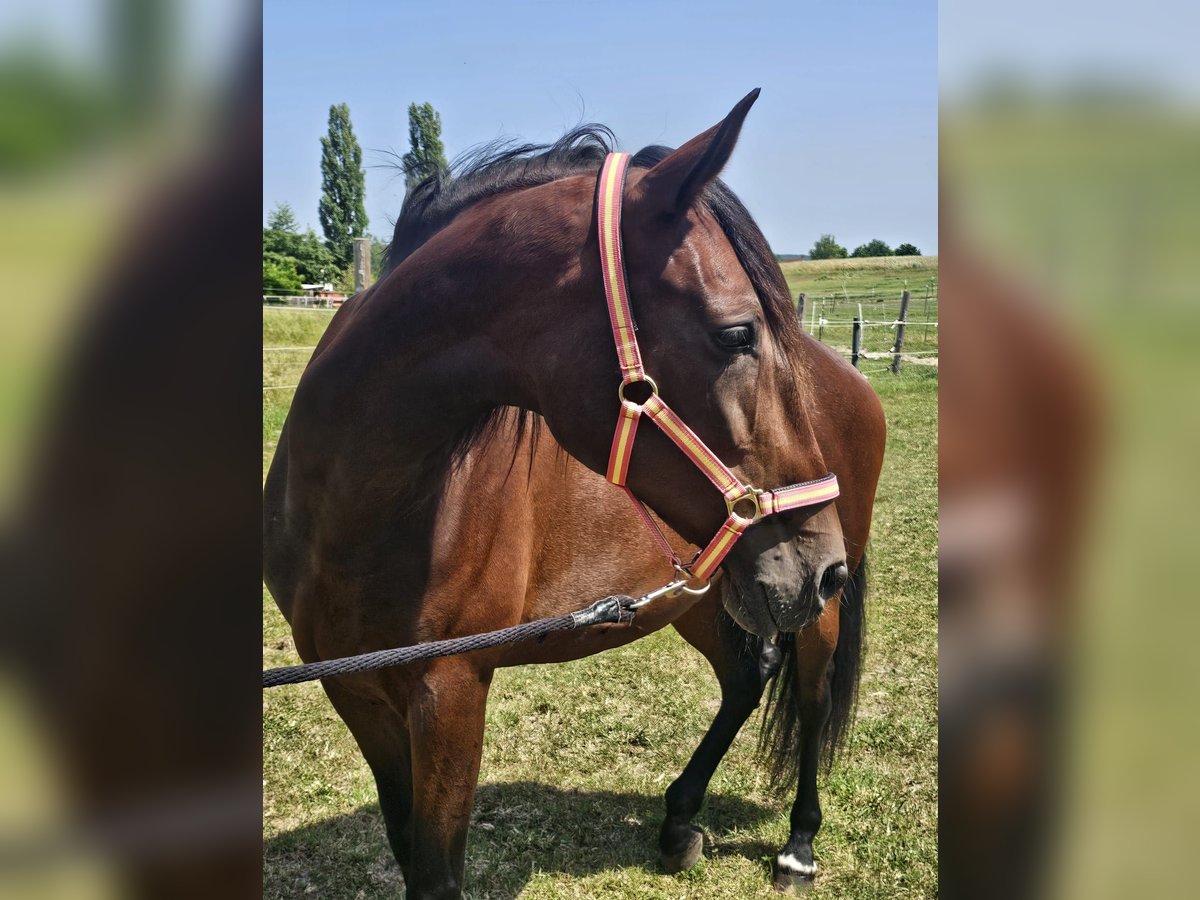 PRE Mix Stute 7 Jahre 169 cm Brauner in Herzogenaurach