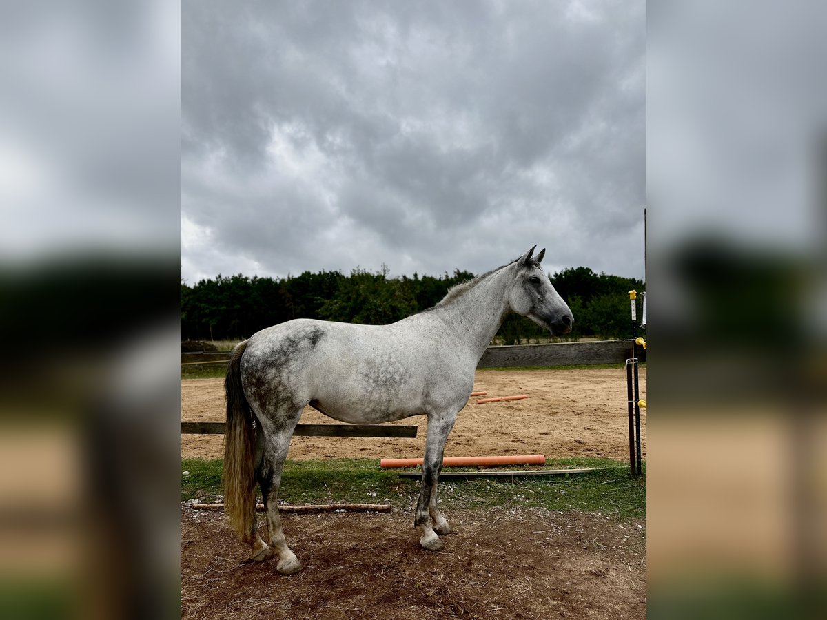 PRE Stute 7 Jahre 172 cm Apfelschimmel in Herzogenaurach