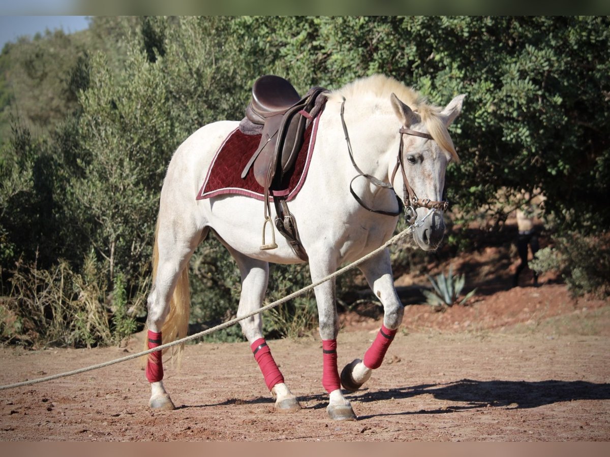 PRE Mix Stute 8 Jahre 158 cm Schimmel in Valencia