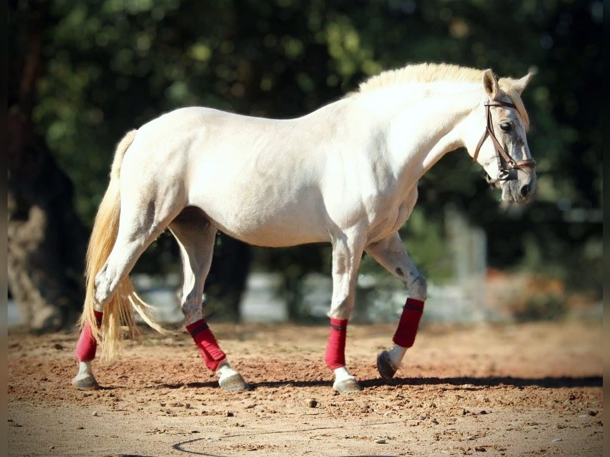 PRE Mix Stute 8 Jahre 158 cm Schimmel in Valencia