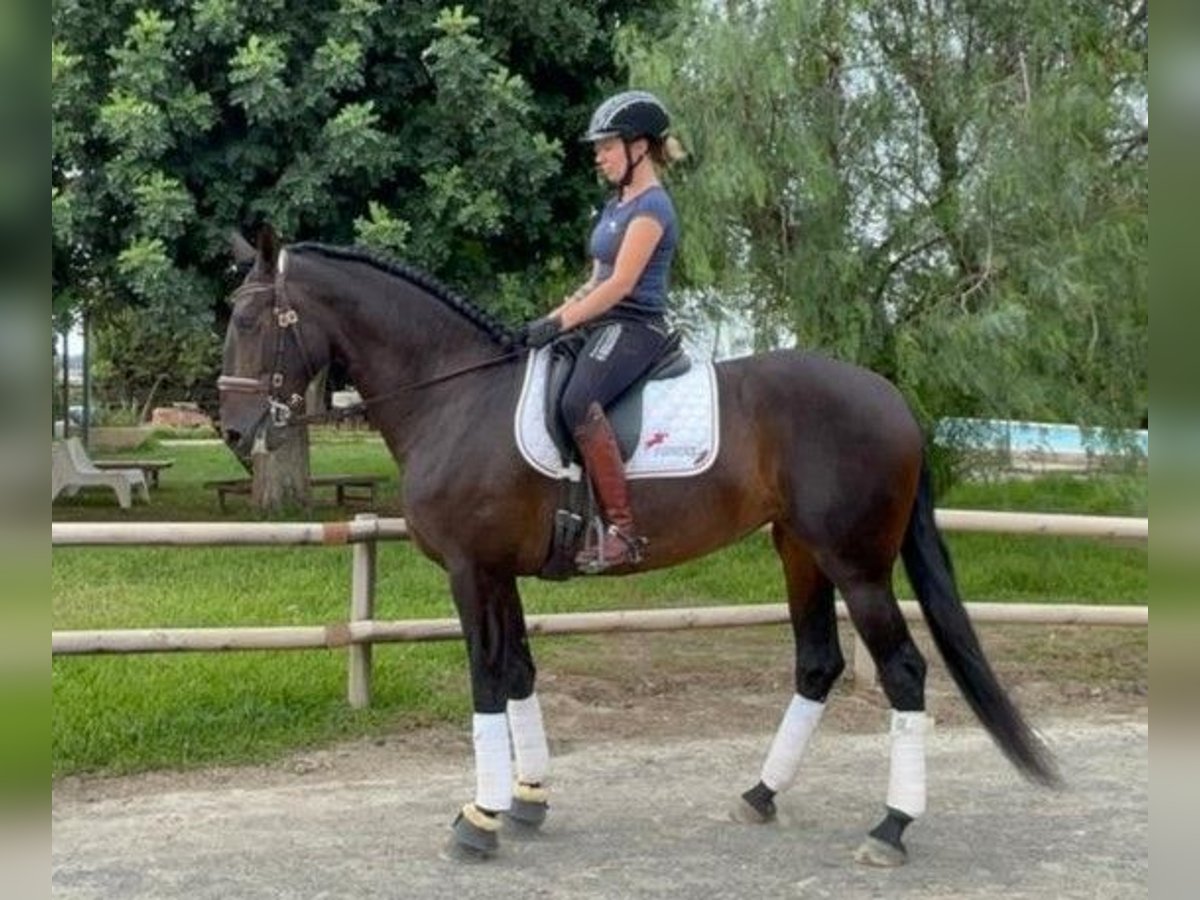 PRE Mix Stute 8 Jahre 164 cm Rotbrauner in Albemarle