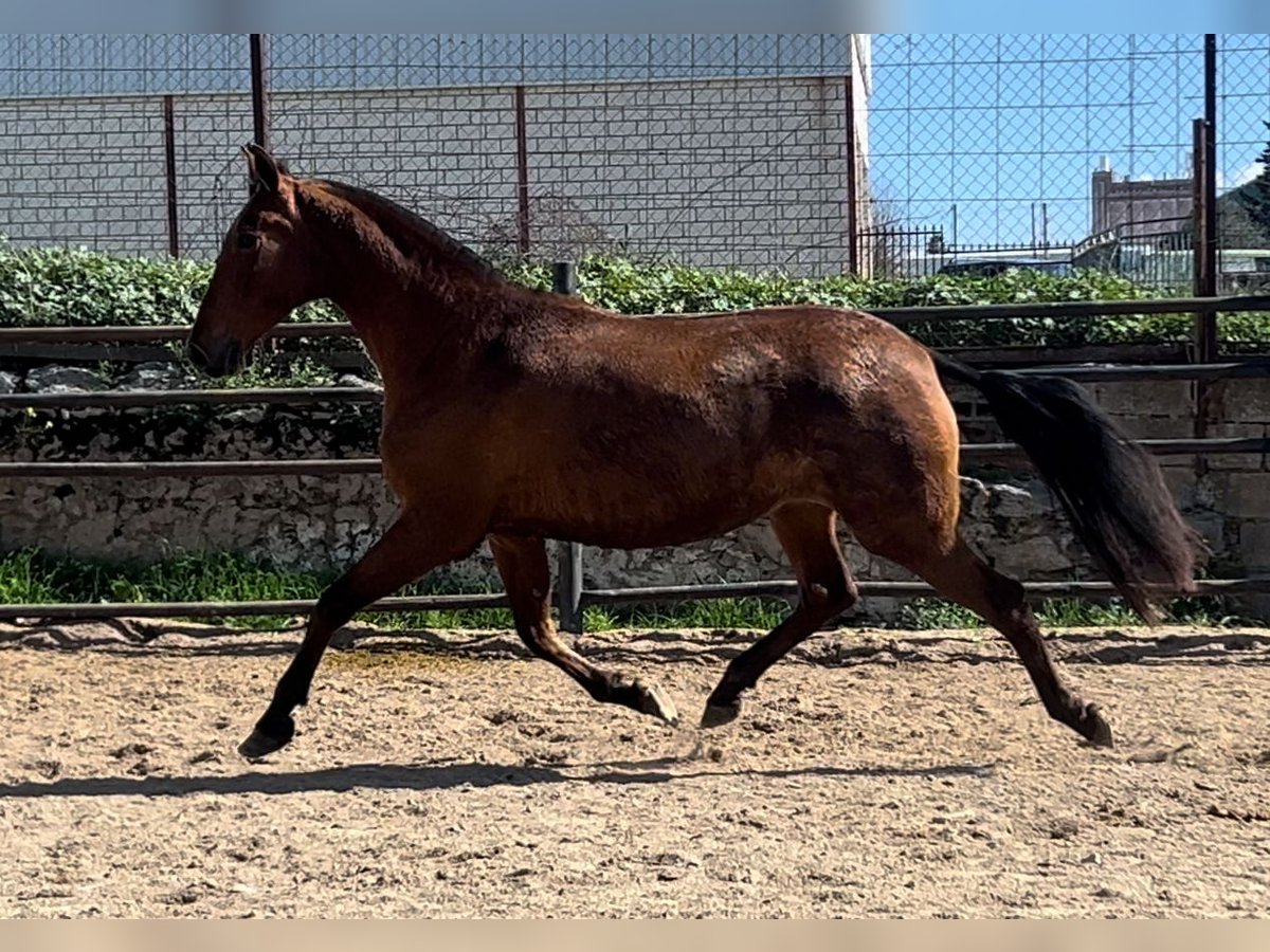 PRE Stute 8 Jahre 166 cm Brauner in Santa Marta