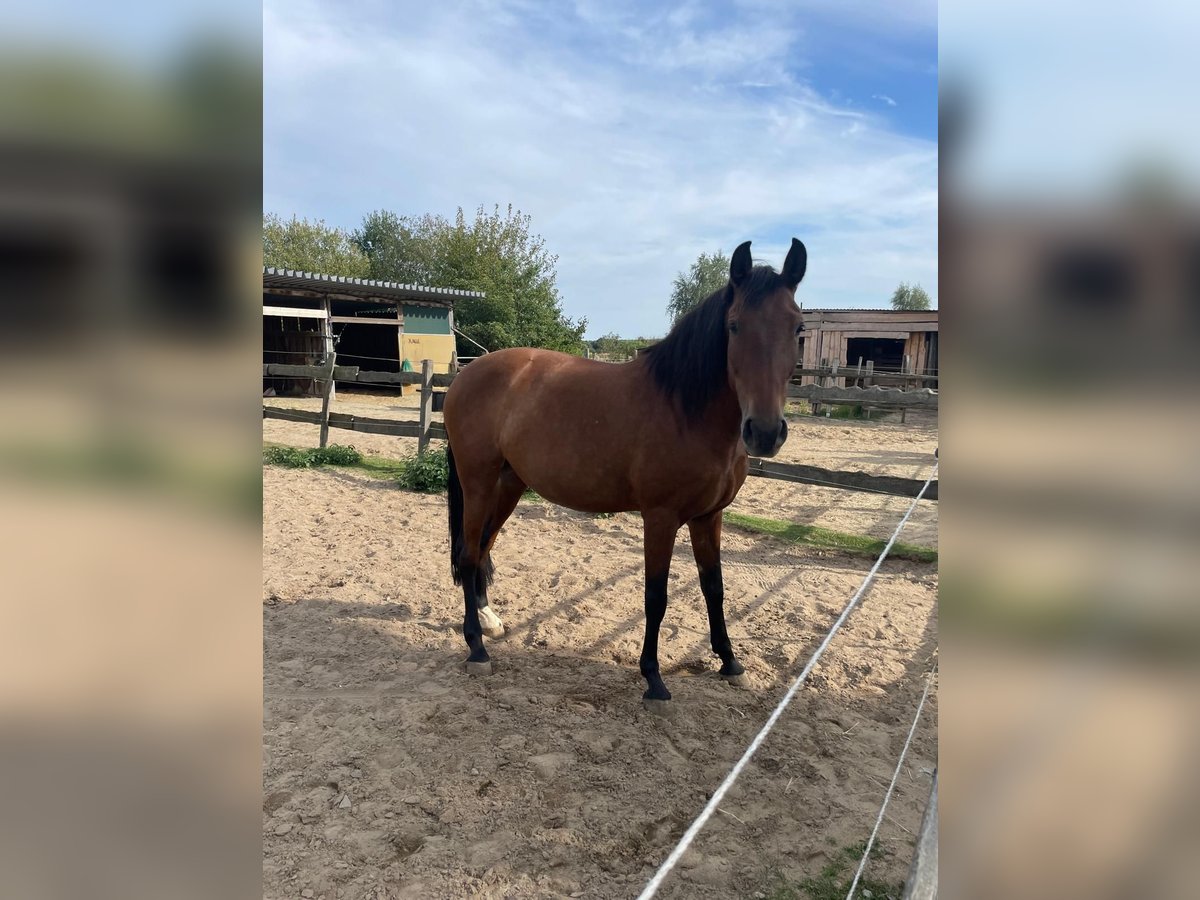 PRE Mix Stute 9 Jahre 165 cm Falbe in Stadthagen