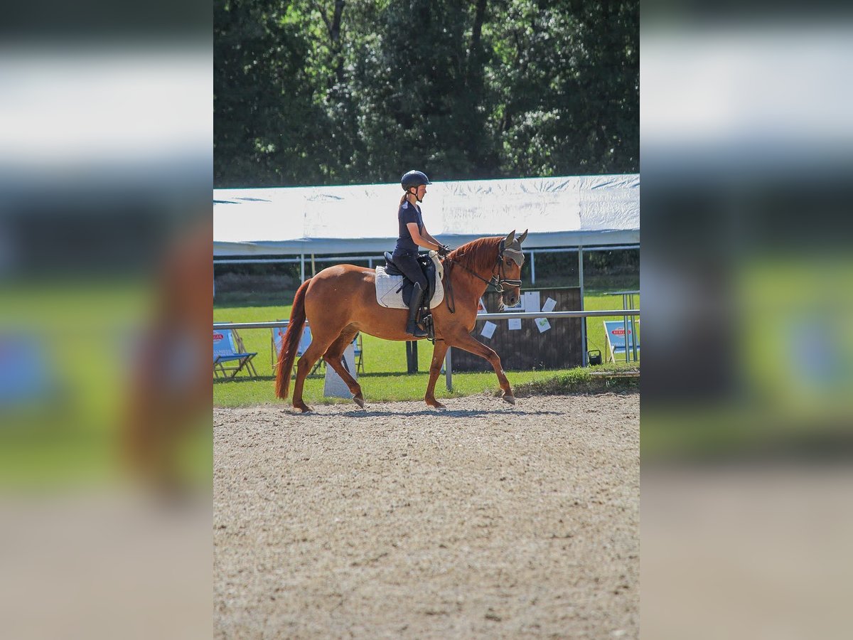PRE Mix Stute 9 Jahre 165 cm Fuchs in Perchtoldsdorf