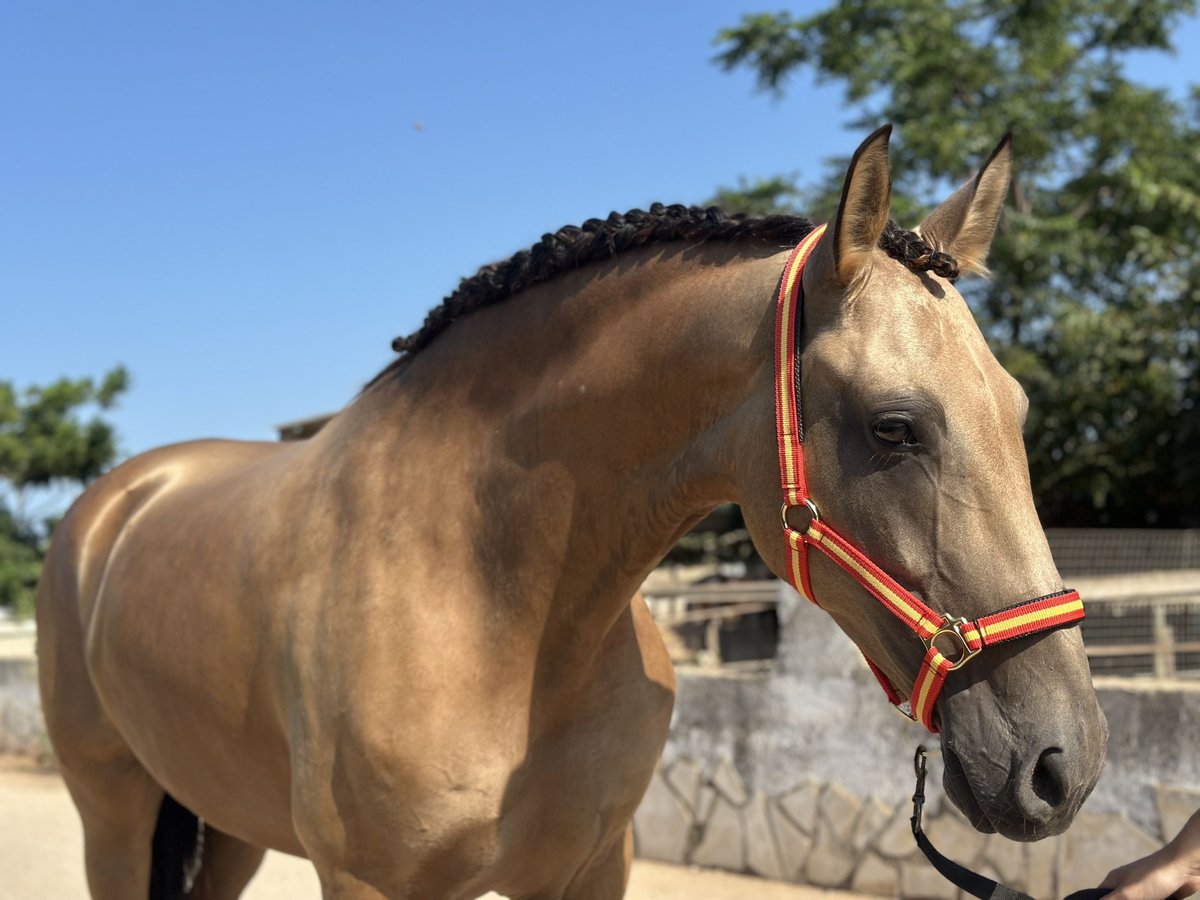 PRE Mix Stute 9 Jahre 165 cm in Els Poblets
