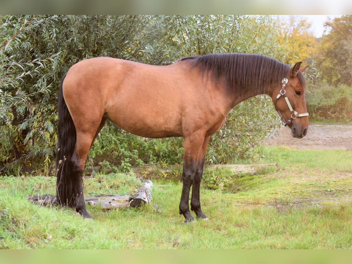 PRE Mix Stute 9 Jahre 165 cm in Stadthagen