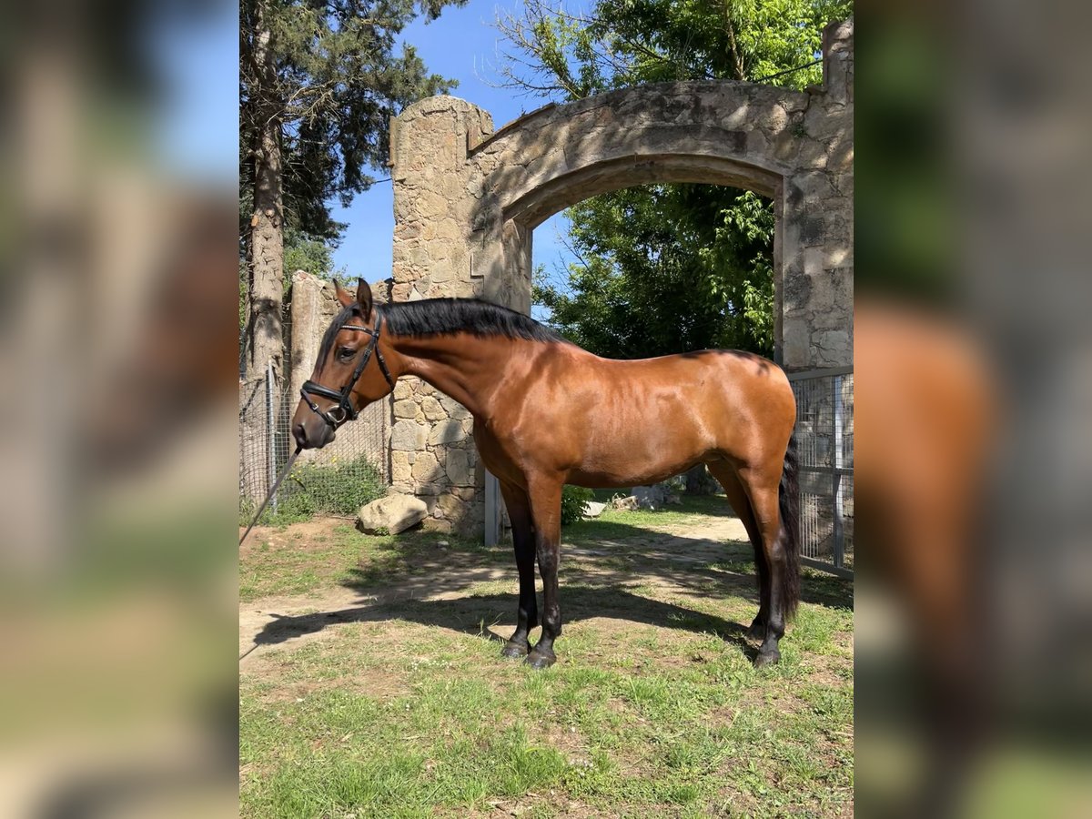PRE Mix Stute 9 Jahre 166 cm Brauner in Valldoriolf (Vilanova Del Valles)