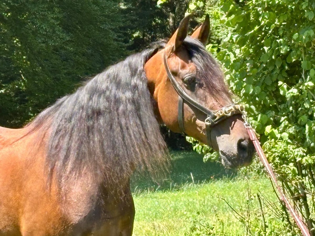 PRE Mix Stute 9 Jahre 166 cm Brauner in Gunzenhausen