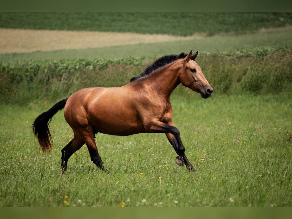 PRE Mix Stute 9 Jahre 166 cm Buckskin in Zolling
