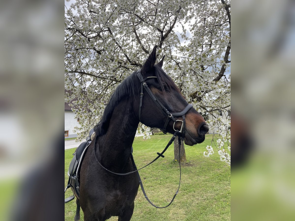 PRE Mix Stute 9 Jahre 170 cm Dunkelbrauner in Bad Leonfelden