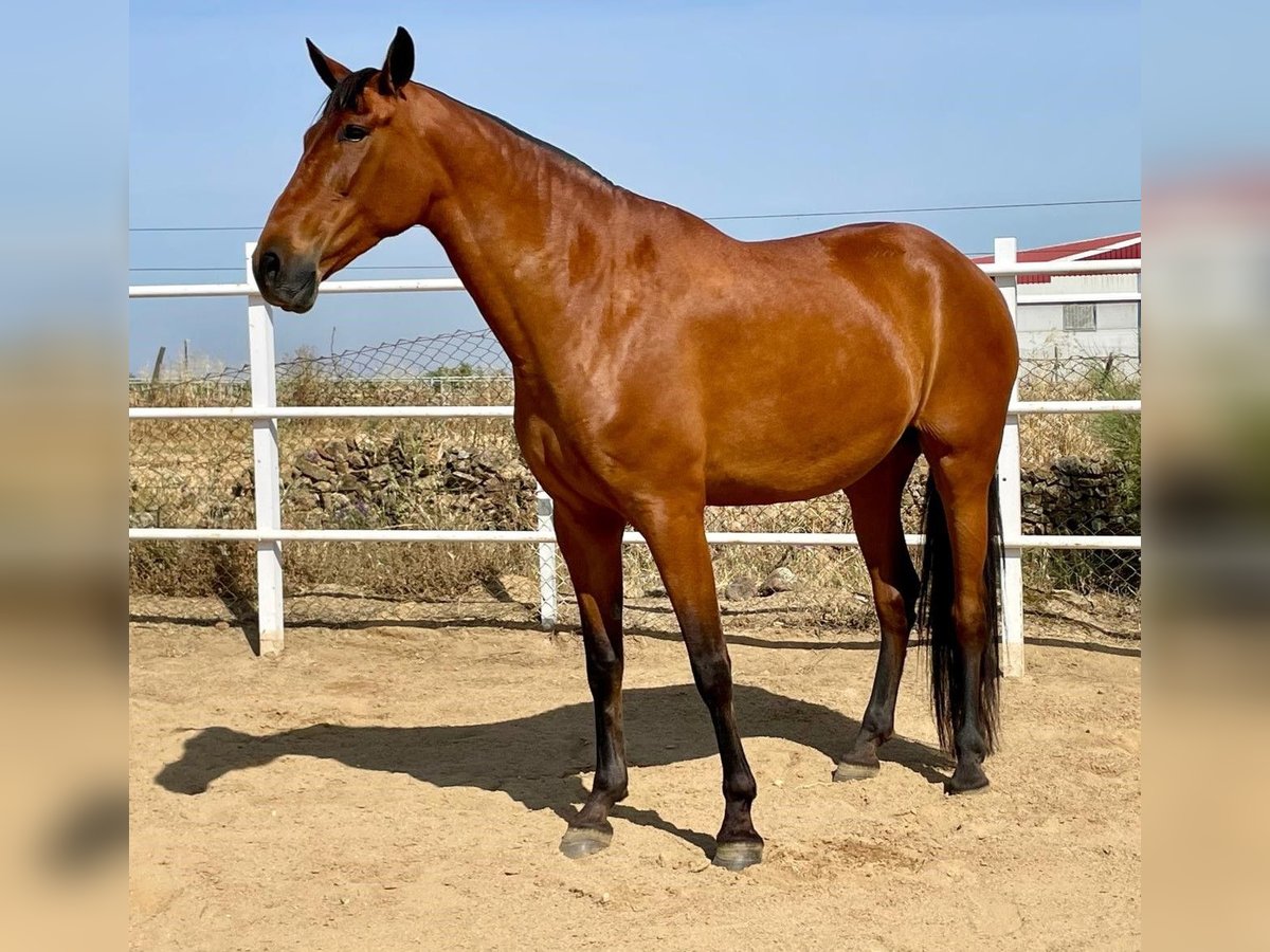 PRE Mix Stute 9 Jahre 175 cm Rotbrauner in Navalvillar De Pela