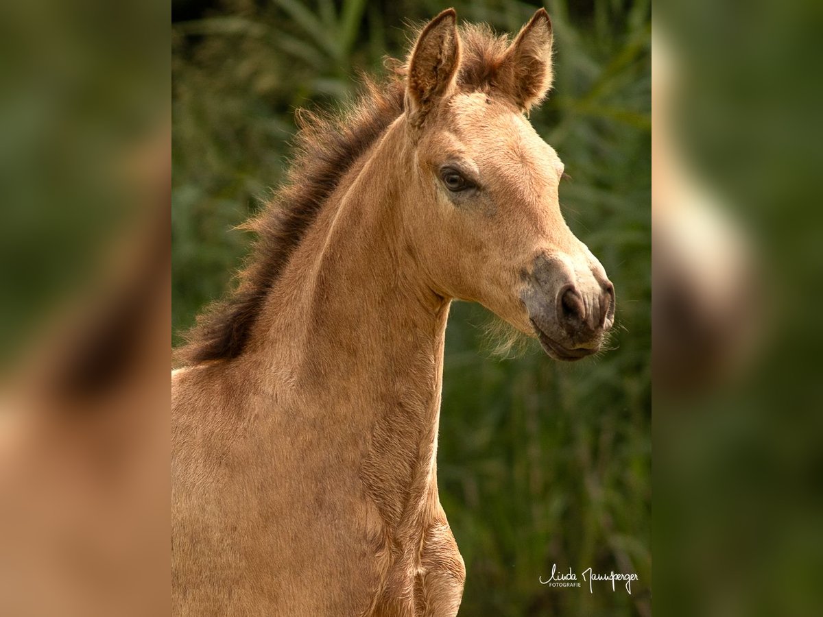 PRE Stute Fohlen (01/2024) 120 cm Buckskin in Feuchtwangen