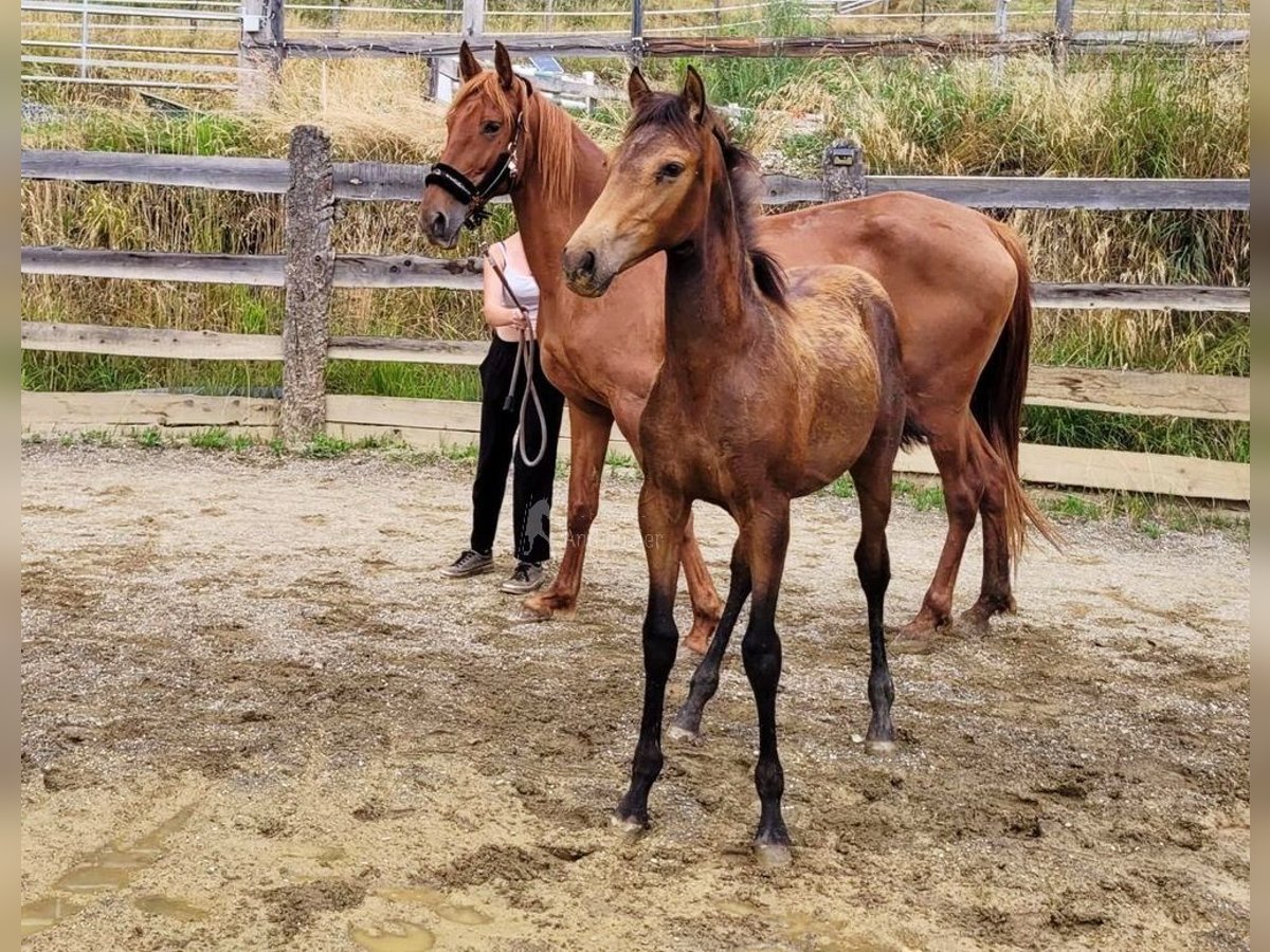 PRE Stute  165 cm Falbe in Klagenfurt