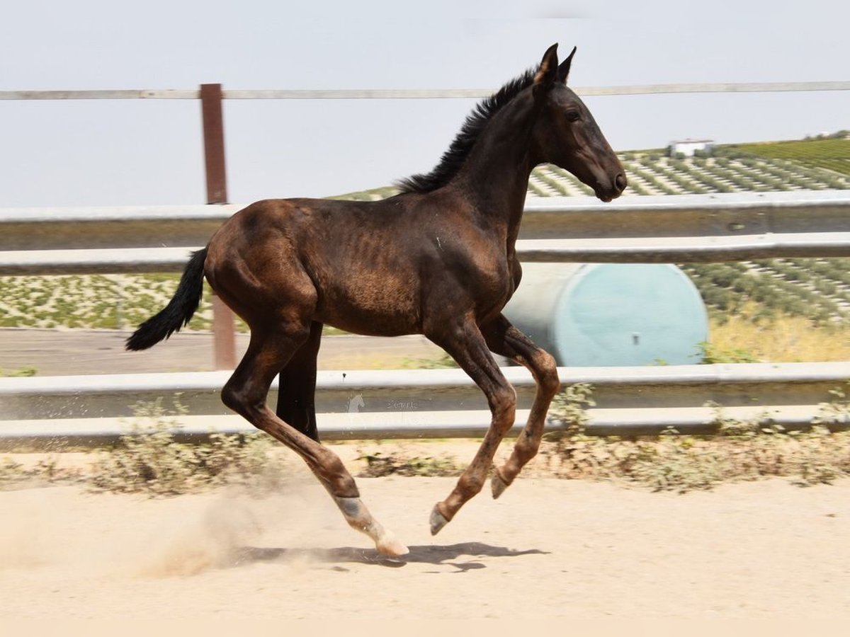 PRE Stute Fohlen (04/2025) Rappe in Provinz Cordoba