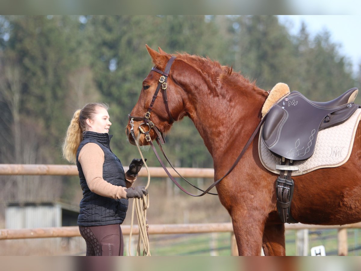 PRE Blandning Valack 3 år 158 cm fux in Postfeld