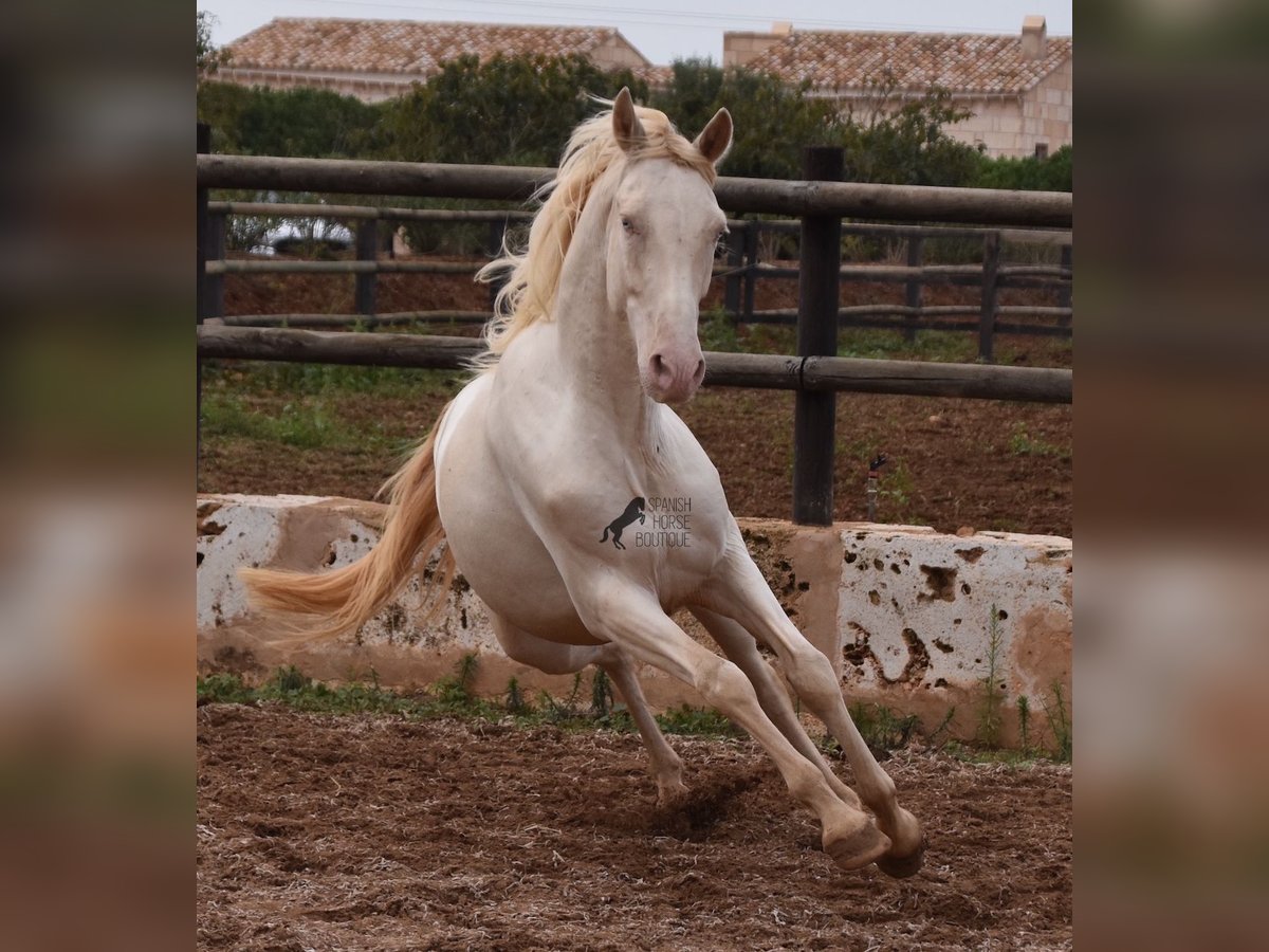 PRE Valack 4 år 157 cm Cremello in Mallorca