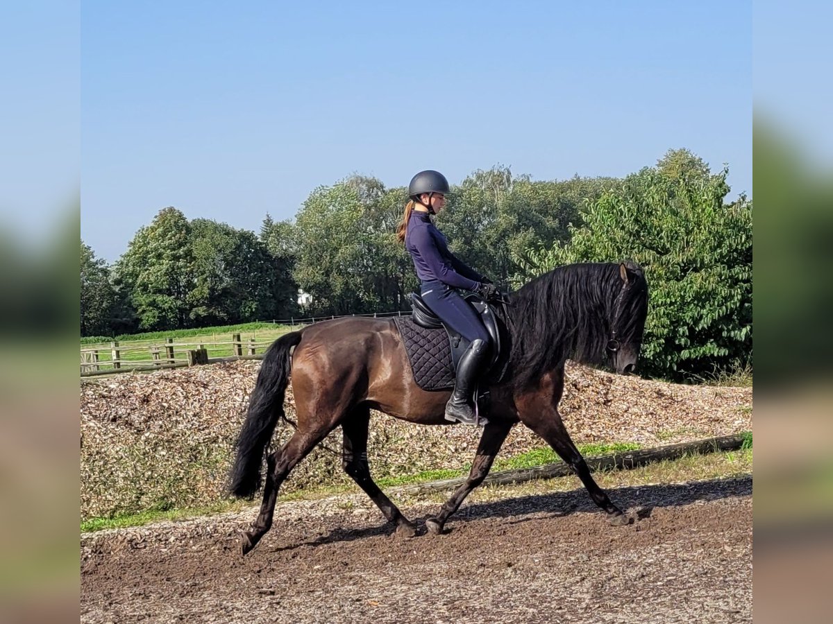 PRE Blandning Valack 5 år 158 cm Svart in Karlshuld