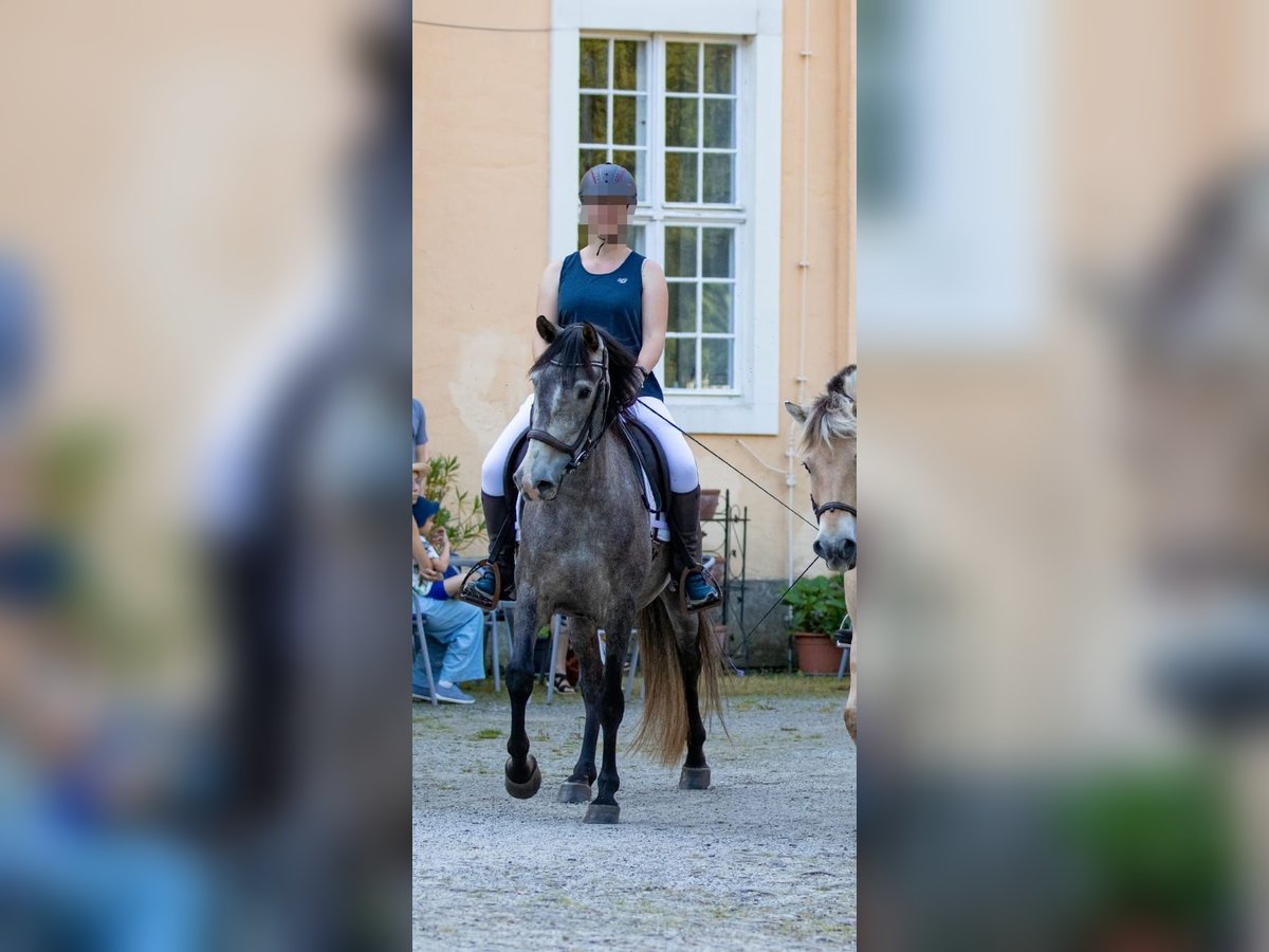 PRE Blandning Valack 6 år 160 cm Braunfalbschimmel in Lichtenberg