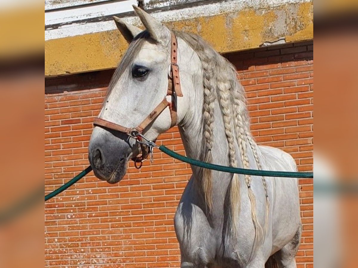 PRE Blandning Valack 9 år 164 cm Grå in Madrid