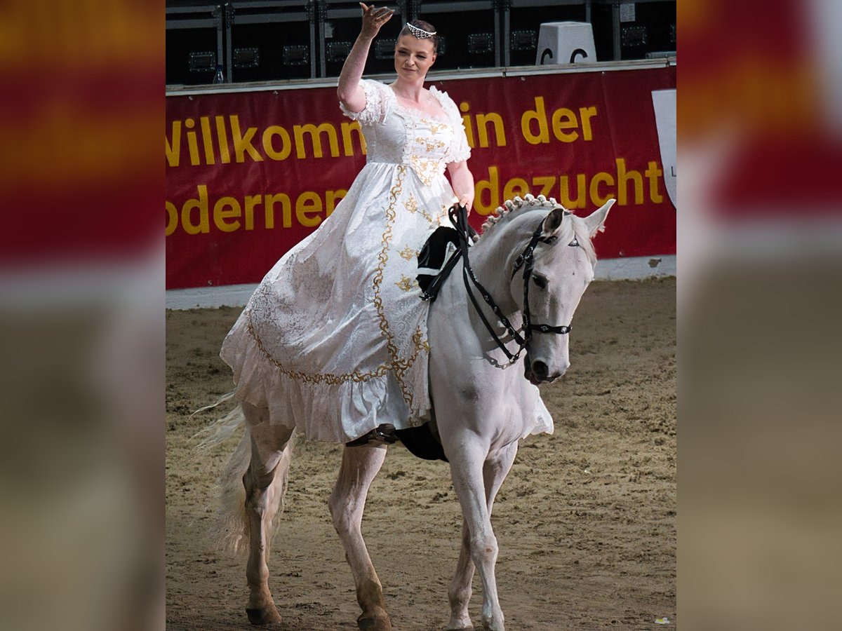 PRE Mix Wałach 10 lat 158 cm Siwa in Bremen