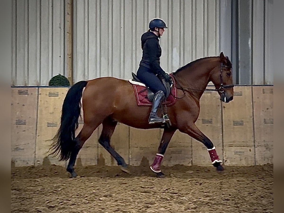 PRE Mix Wałach 10 lat 160 cm Gniada in Neustadt (Wied)