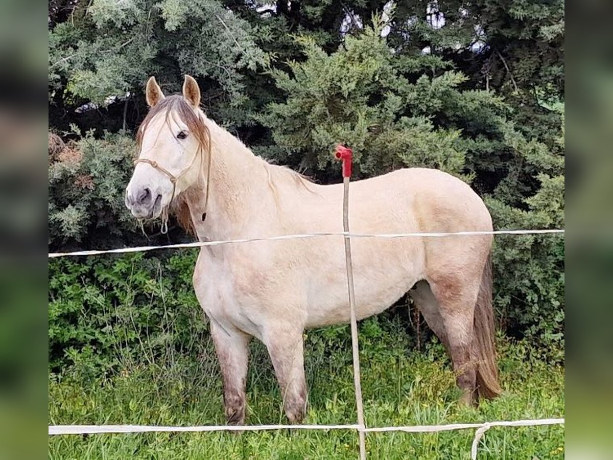 PRE Wałach 10 lat 164 cm Siwa in Fuente El Saz De Jarama