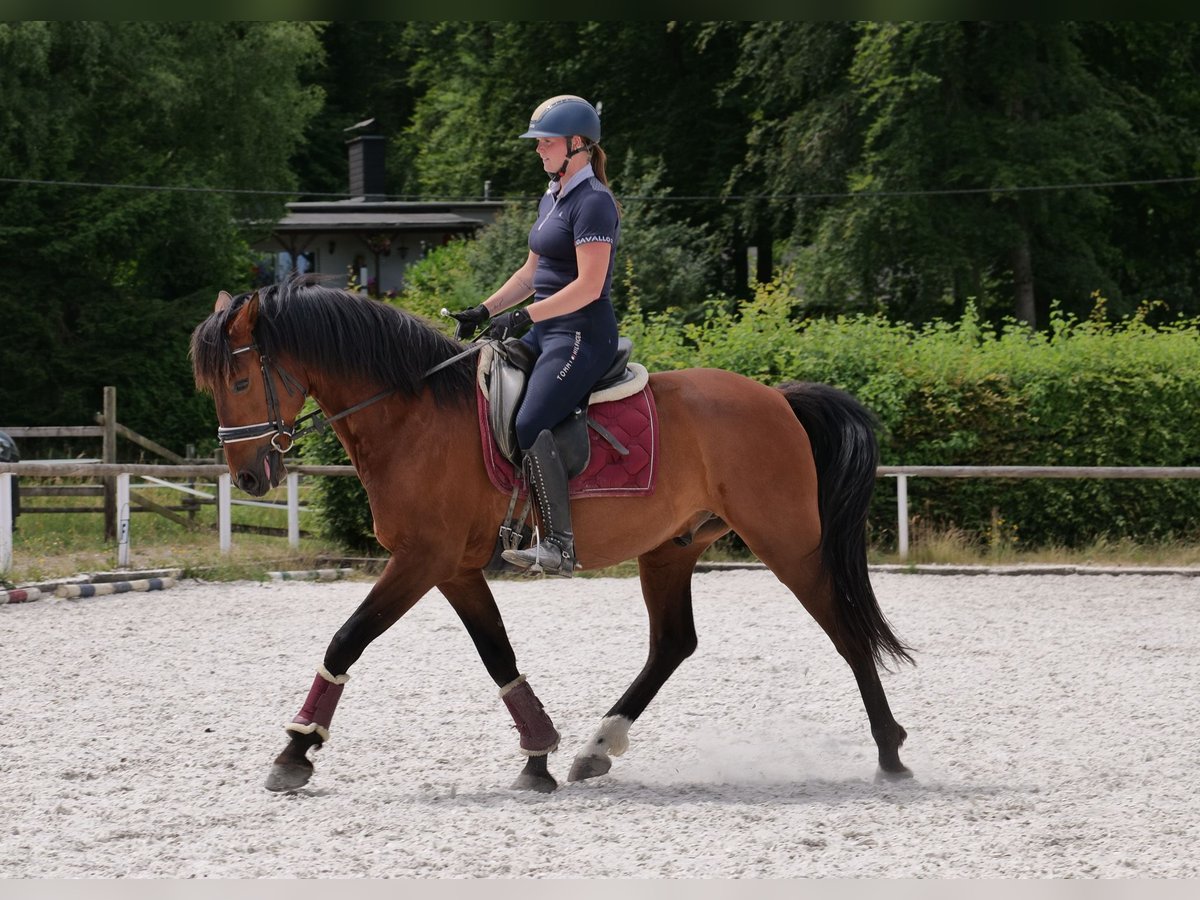 PRE Mix Wałach 11 lat 157 cm Gniada in Neustadt (Wied)