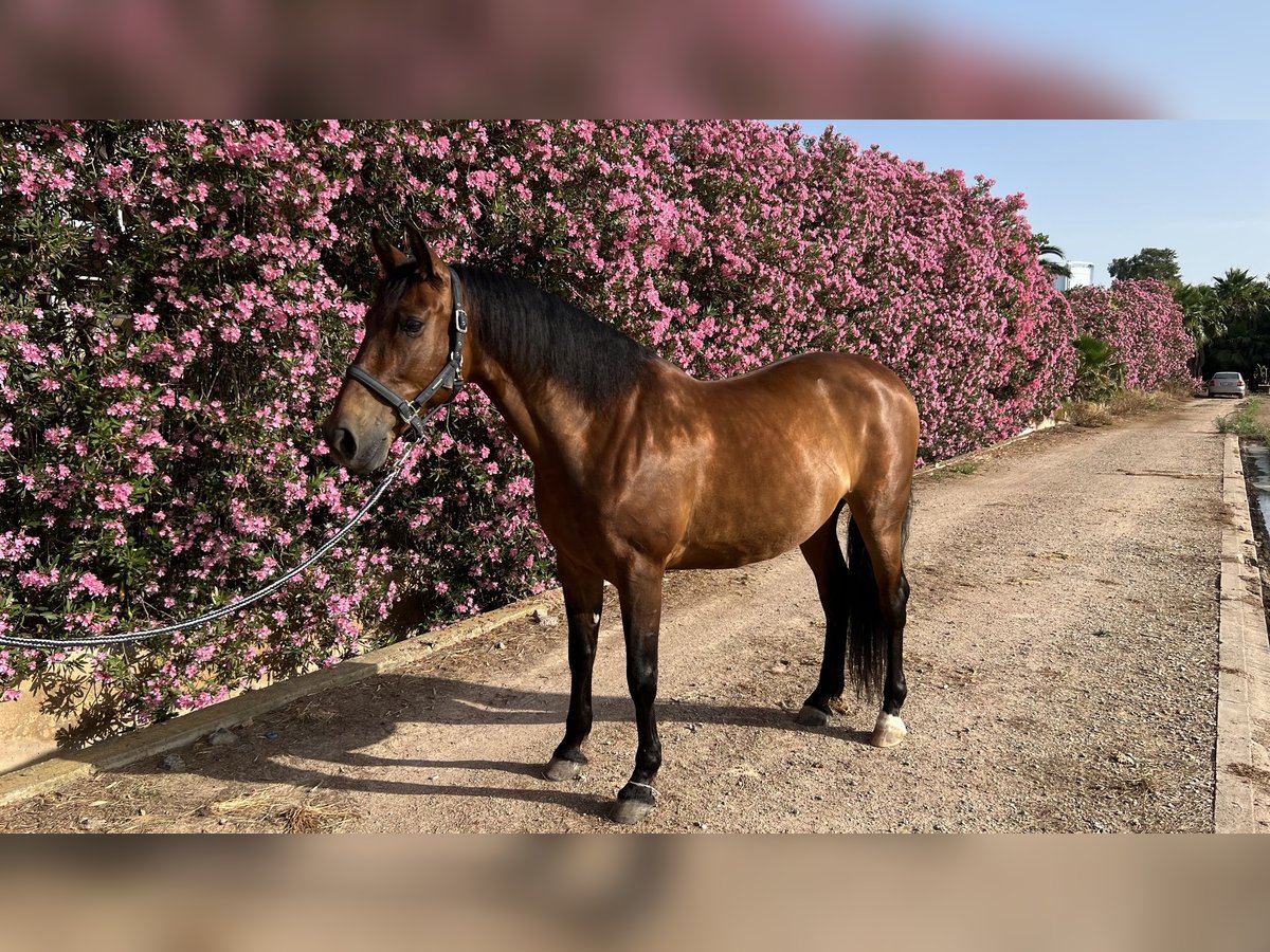 PRE Wałach 12 lat 162 cm Gniada in Alboraya
