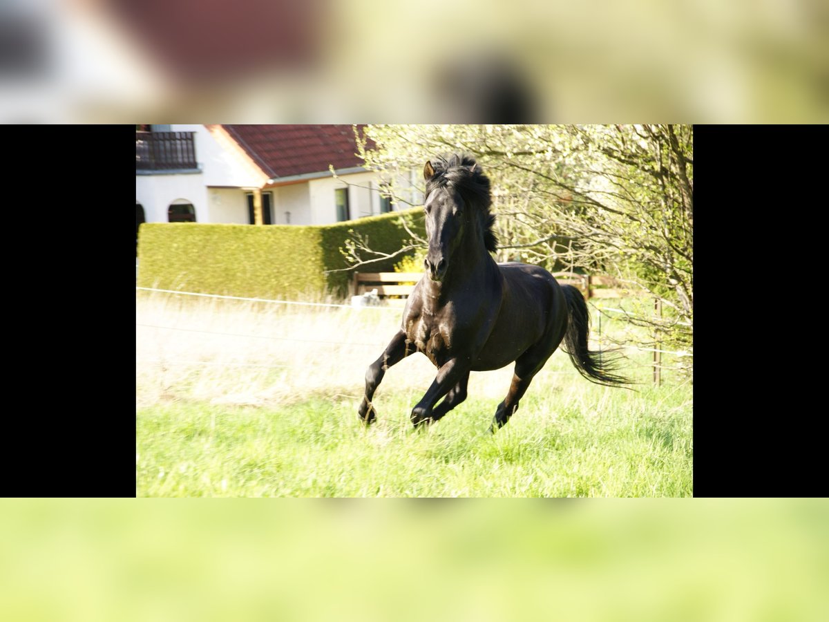 PRE Wałach 13 lat 160 cm Kara in Klipphausen