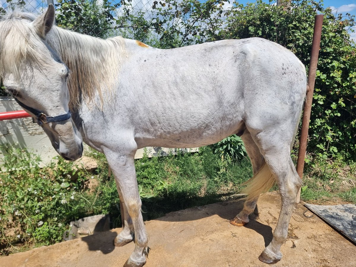 PRE Mix Wałach 21 lat 159 cm Siwa in Sabadell