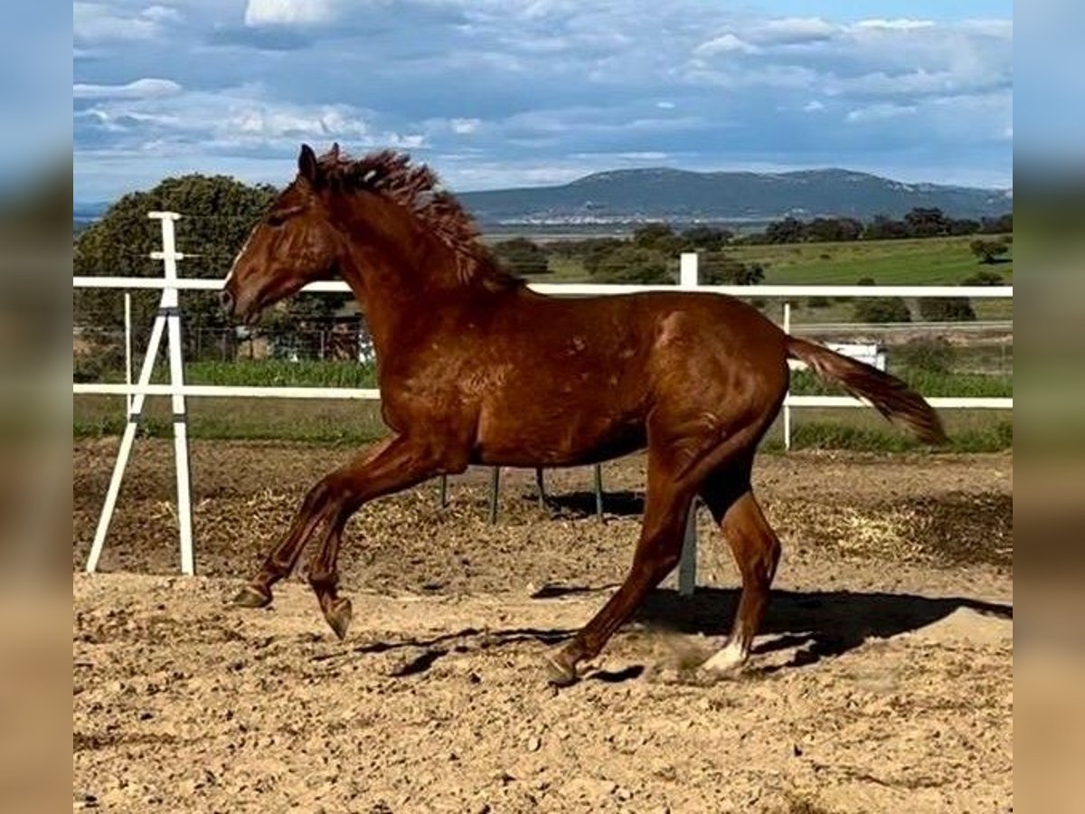 PRE Wałach 2 lat 160 cm Kasztanowata in Navalvillar De Pela