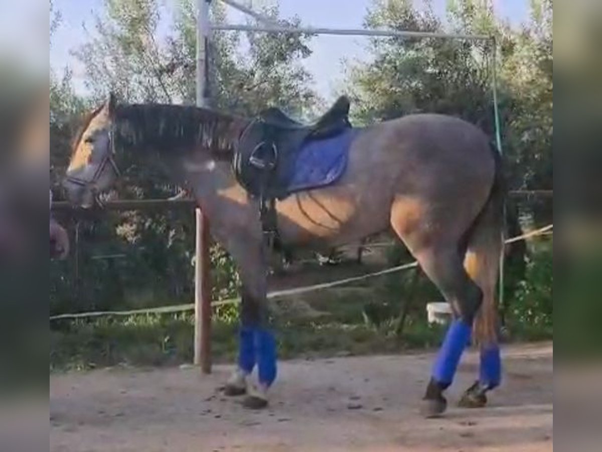 PRE Mix Wałach 3 lat 160 cm Siwa in Alexandria