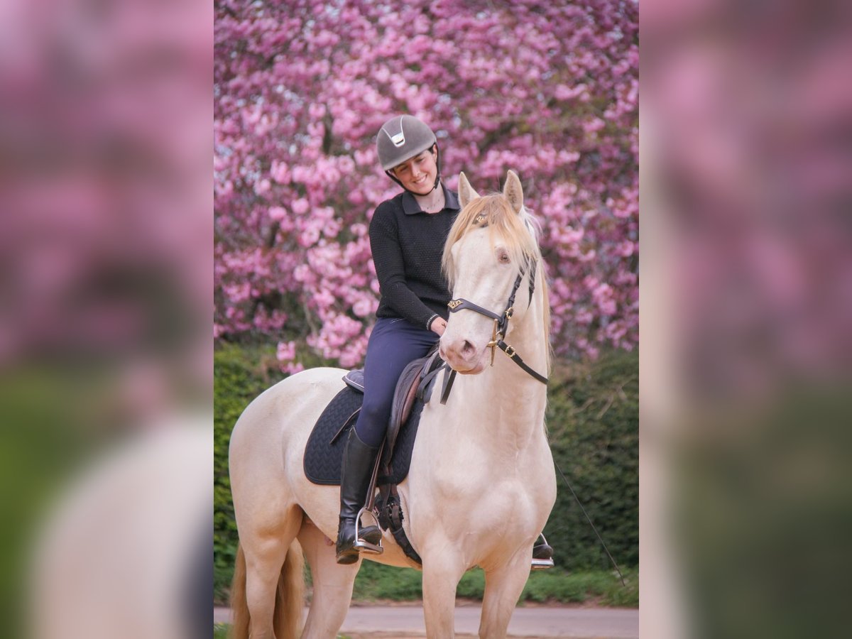 PRE Mix Wałach 3 lat 164 cm Cremello in Rouen
