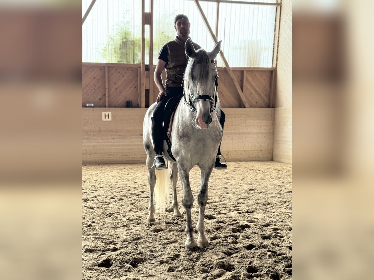 PRE Mix Wałach 4 lat 158 cm Siwa in Aeugst am Albis