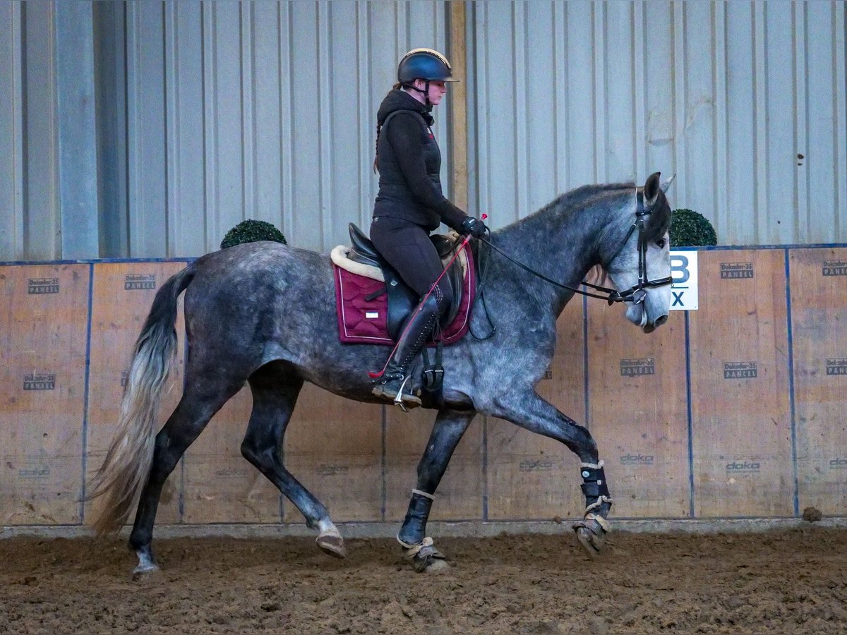 PRE Mix Wałach 4 lat 158 cm Stalowosiwy in Neustadt (Wied)