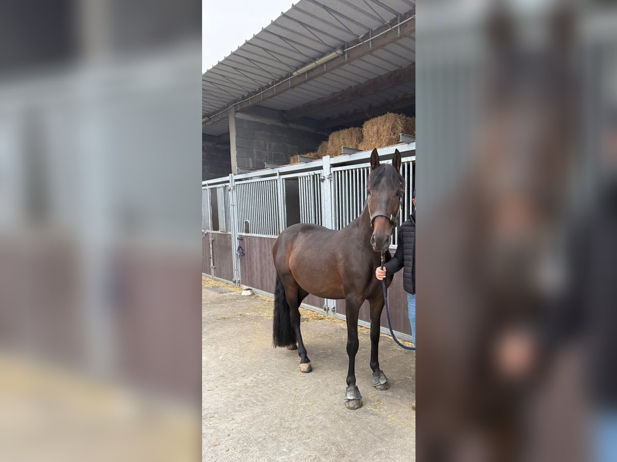 PRE Mix Wałach 4 lat 160 cm Ciemnogniada in Oudenaarde