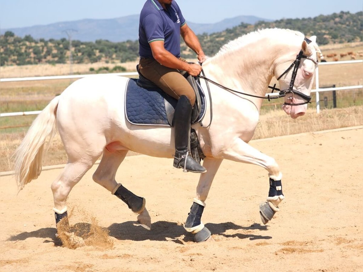 PRE Mix Wałach 4 lat 160 cm Perlino in Navas Del Madro&#xF1;o