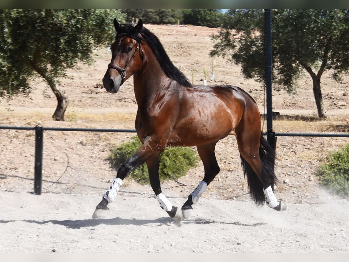 PRE Mix Wałach 4 lat 163 cm Ciemnogniada in Provinz Granada