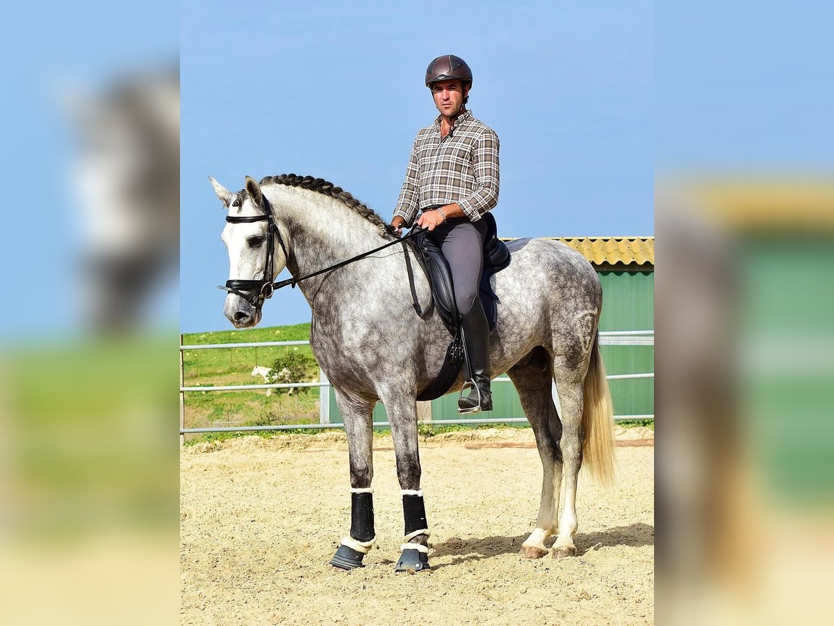 PRE Mix Wałach 4 lat 163 cm Siwa in Las Pi&#xF1;as