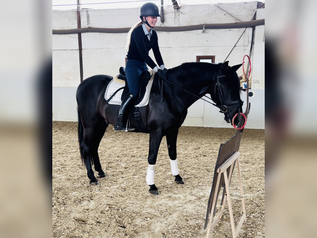 PRE Mix Wałach 4 lat 164 cm Kara in Sottrum