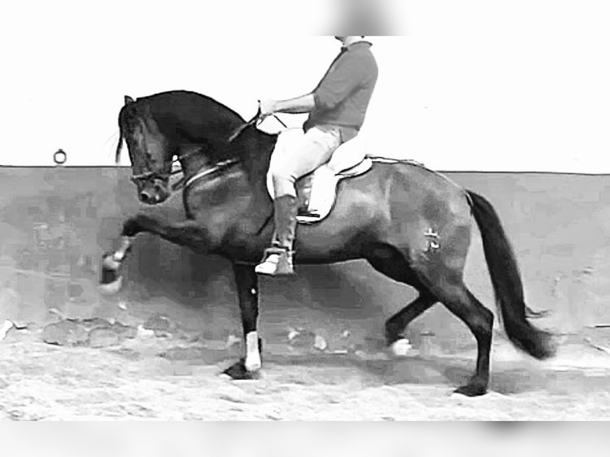 PRE Mix Wałach 4 lat 165 cm Kara in Granada