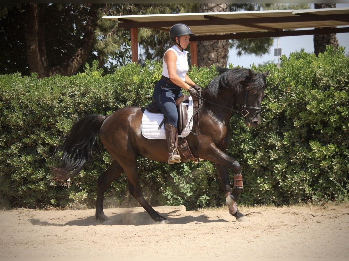 PRE Mix Wałach 5 lat 158 cm Kara in Valencia