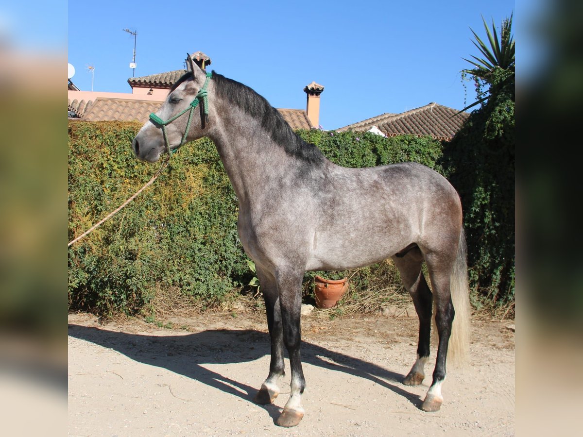 PRE Wałach 5 lat 162 cm Siwa jabłkowita in Dietenheim