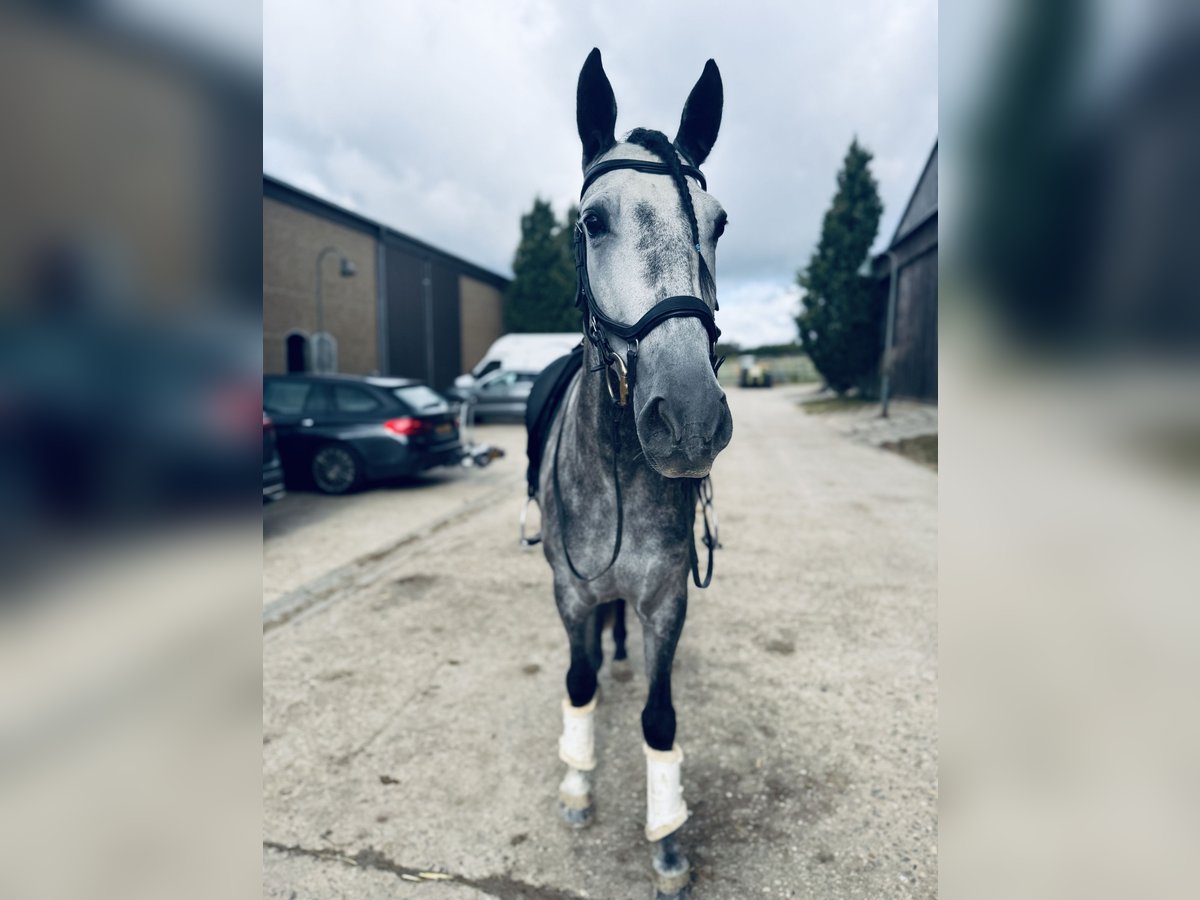 PRE Mix Wałach 5 lat 164 cm Siwa jabłkowita in Simmern