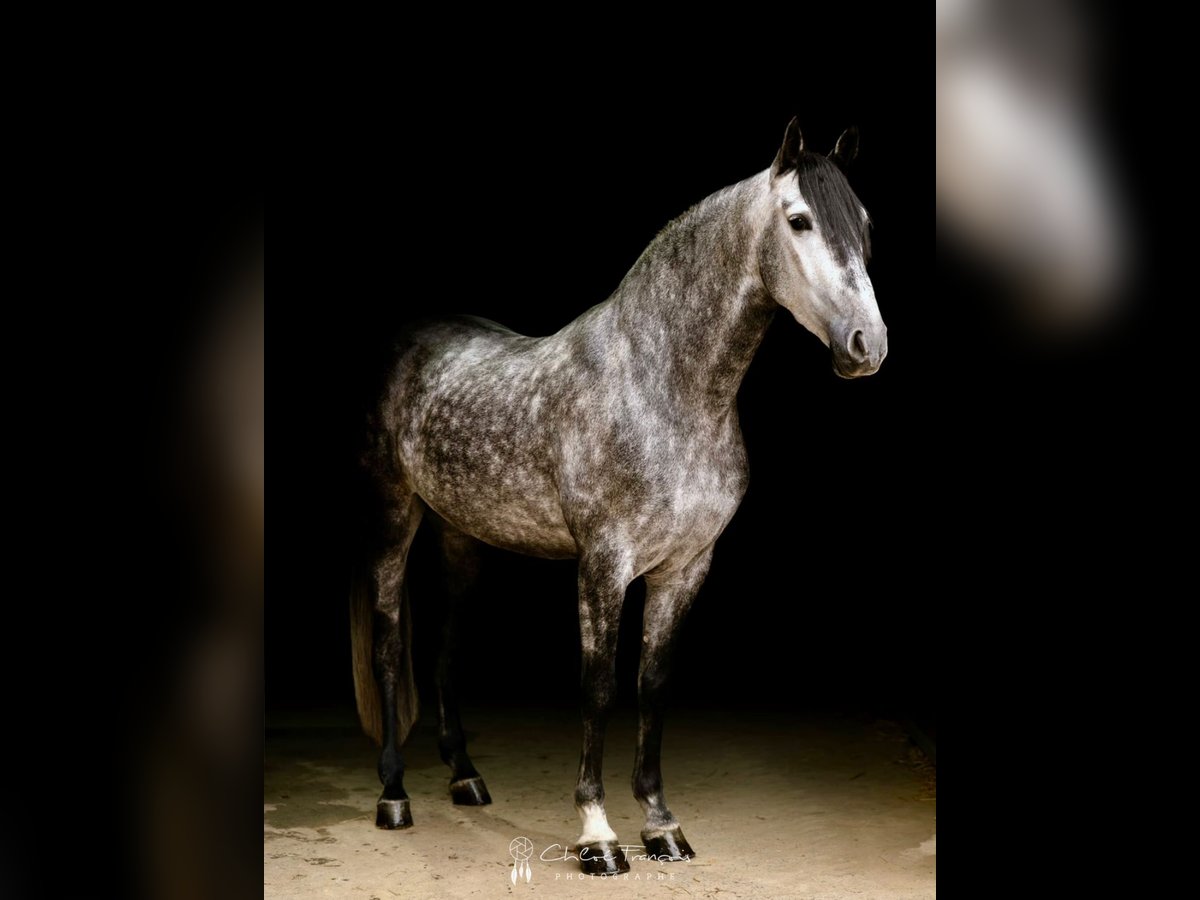 PRE Mix Wałach 5 lat 164 cm Siwa jabłkowita in Simmern
