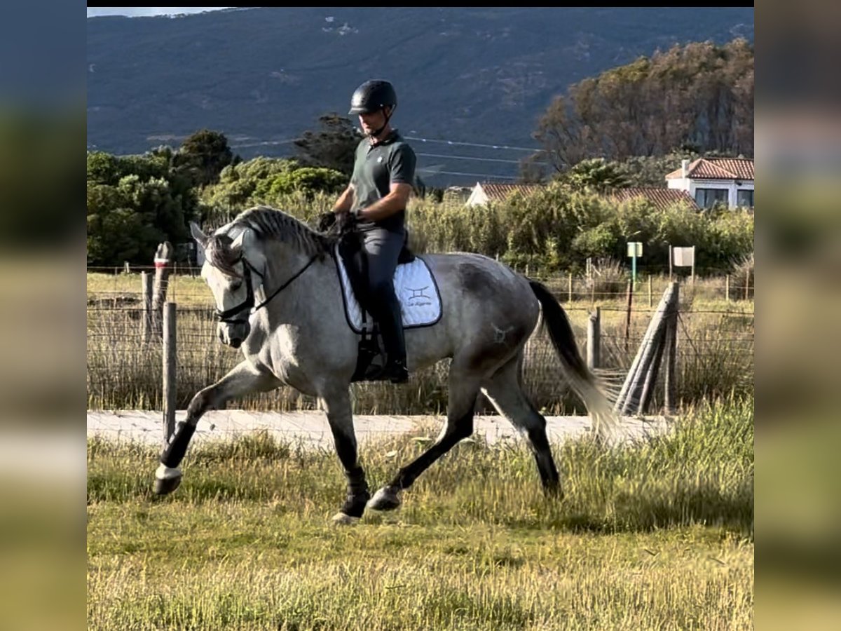 PRE Mix Wałach 5 lat 175 cm Siwa in Pedro Valiente