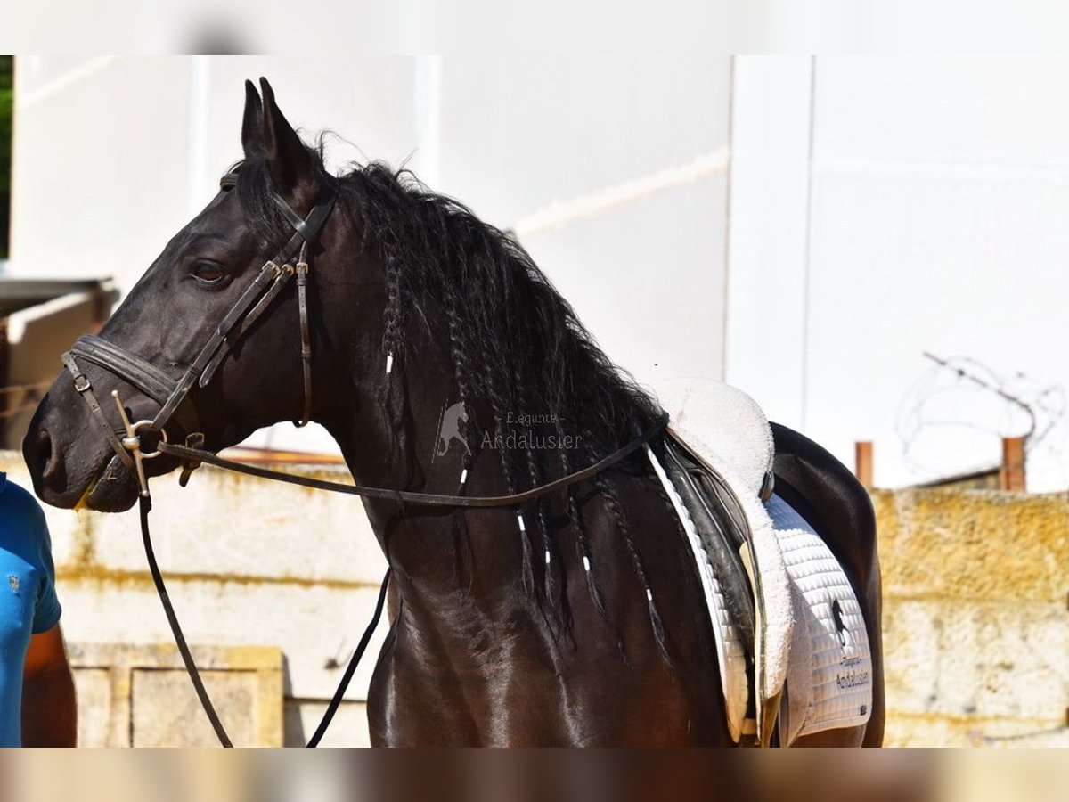 PRE Wałach 6 lat 159 cm Kara in Provinz Cordoba